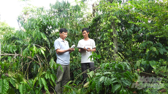 Pure Robusta on the borderland of Bu Dop. Photo: Tran Trung.