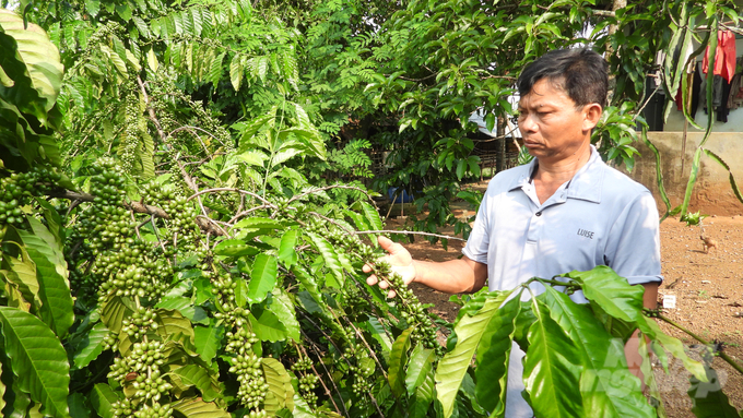 Nguyen Van Tan (Tan Nghia hamlet, Tan Tien commune) stands next to his coffee garden with a bright expression. Photo: Tran Trung.