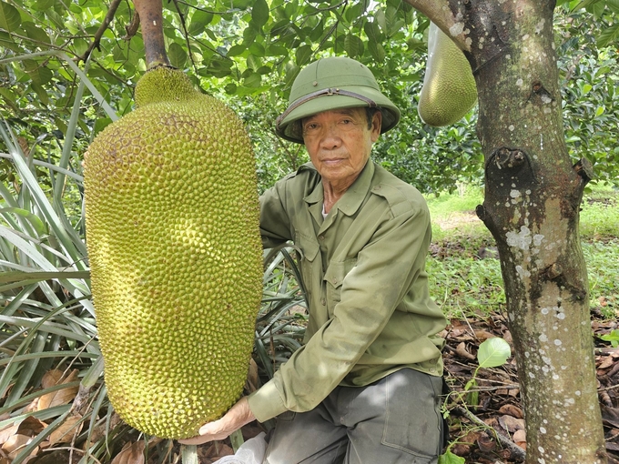 The big jackfruits weigh 20 kg when harvested. Photo: Tam Phung.