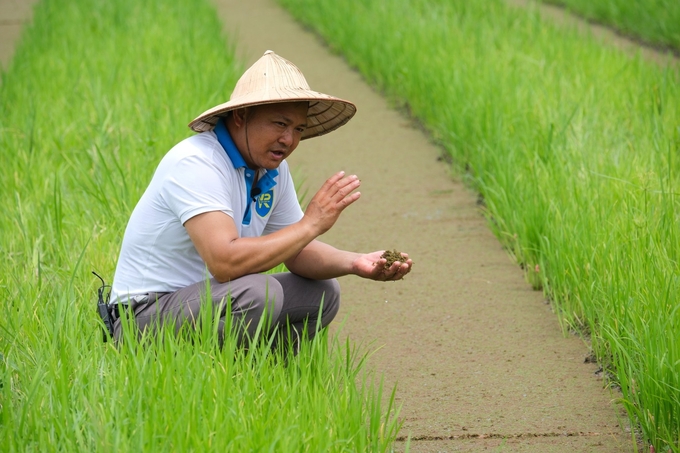 The azolla model of the Van Hoi Xanh safe vegetable cooperative in Tam Duong district, Vinh Phuc province. Photo: Quynh Chi.