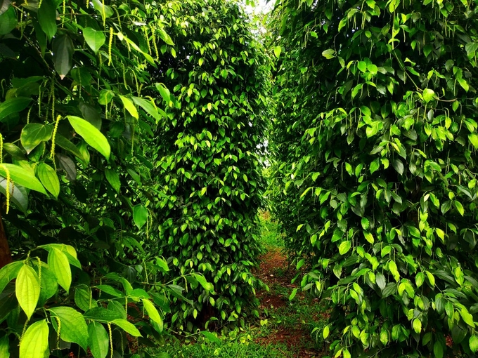 A pepper garden in Binh Phuoc province. Photo: Son Trang.