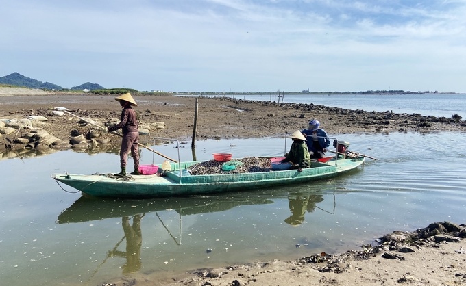 Người nuôi nghêu ở xã Thạch Châu, huyện Lộc Hà khẩn trương thu hoạch nghêu thương phẩm đạt kích cỡ trước mùa mưa bão để hạn chế rủi ro thiệt hại. Ảnh: Nguyễn Hoàn.