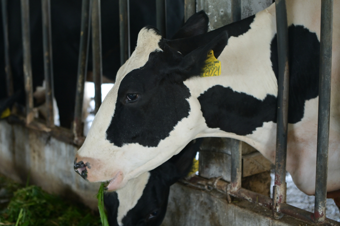 Specialist units are testing the possible cause of diarrhea in dairy cows in Lam Dong. Photo: Tung Dinh.