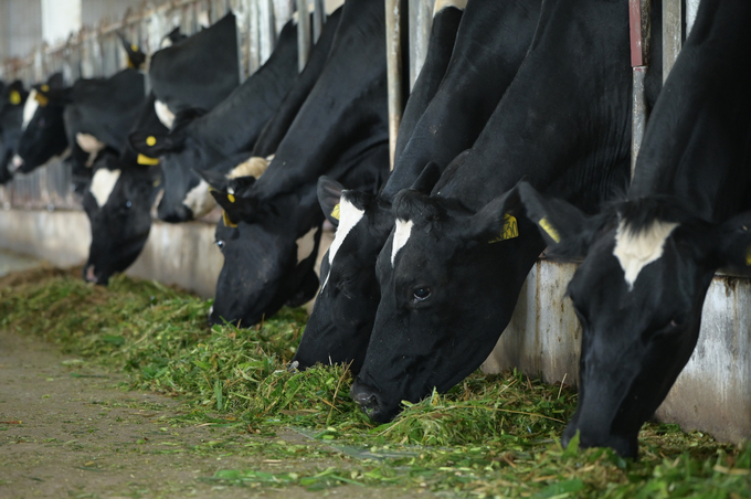 The Ministry of Agriculture and Rural Development directs grassroots units to ensure concentrated and rough feed for cattle to improve resistance. Photo: Tung Dinh.