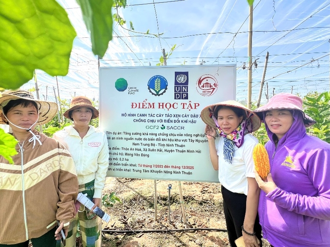 Mô hình trồng táo xen cây đậu xanh tại hộ bà Nguyễn Thị Hoa (thôn Thành Sơn, xã Xuân Hải, huyện Ninh Hải, Ninh Thuận). Ảnh: Nguyễn Cơ.