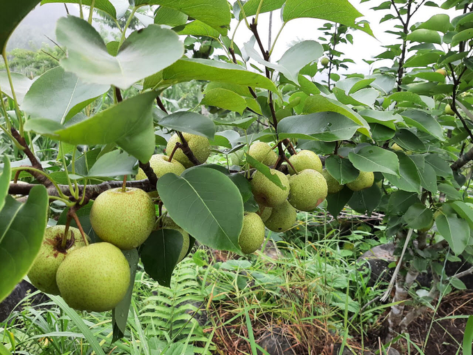 Si Ma Cai pears are grown organically, ensuring quality and food safety. Photo: Hai Dang.