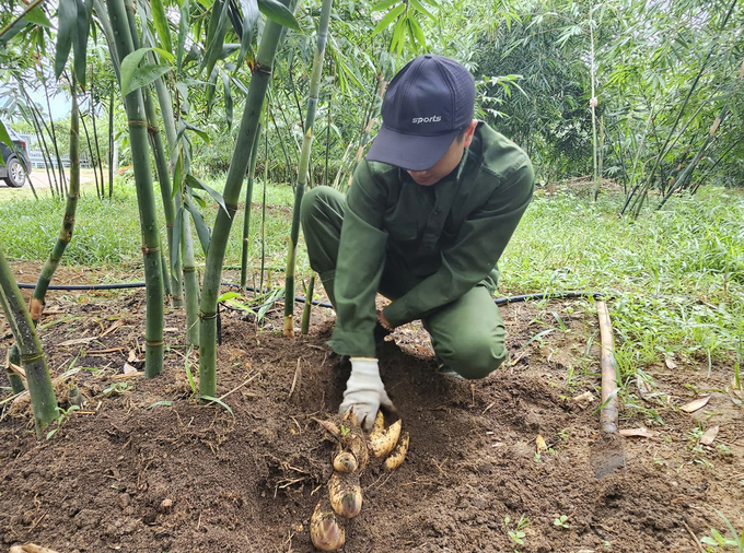 Mỗi khóm tre cho thu hoạch từ 15 - 30kg măng tươi có chất lượng cao. Ảnh: Tâm Phùng.