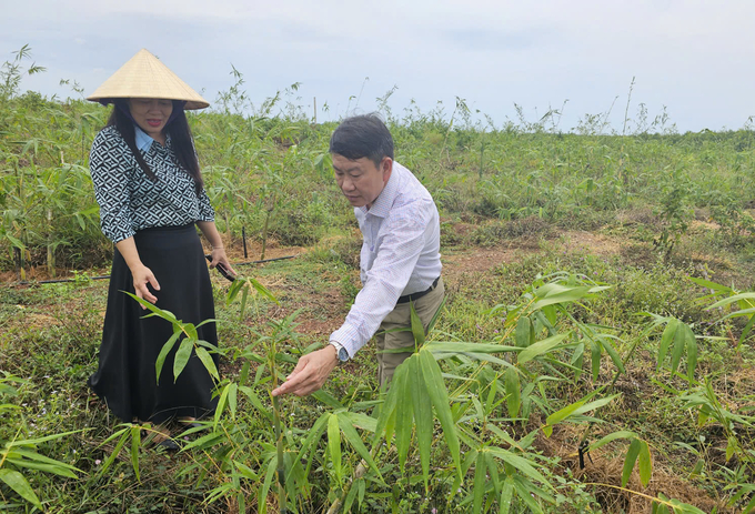 Vườn tre non được trồng trên vùng đồi theo phương pháp hữu cơ. Ảnh: Tâm Phùng.