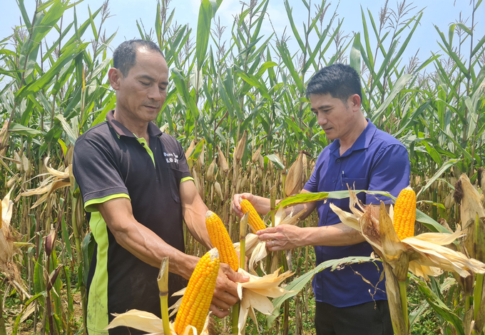 Vụ đông ngày càng đóng vai trò quan trọng của ngành nông nghiệp Nghệ An. Ảnh: VK.