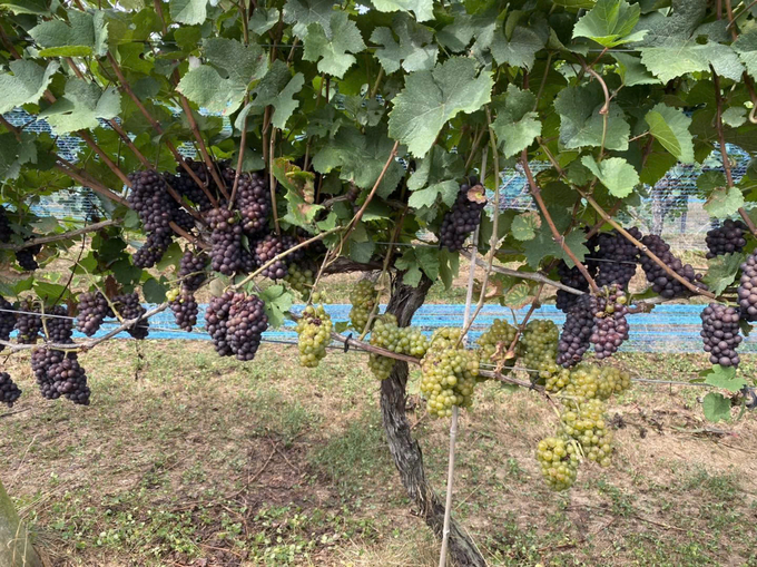 The vineyard, which spans 22 acres, is semi-mechanized, with most of the work still done by hand. Photo: courtesy of Ms. Jennifer. 