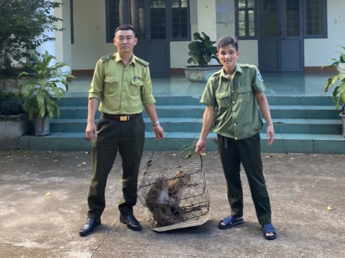 2 cá thể khỉ đuôi lợn vừa được Vườn quốc Gia Chư Mom Ray tiếp nhận. Ảnh: Đ.L.  