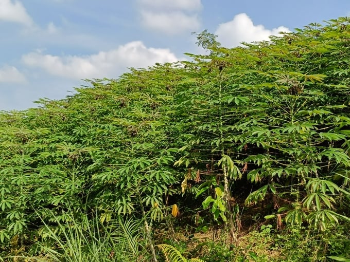 Cassava production area in Vietnam fluctuates between 500,000 and 550,000 hectares annually. Photo: Thanh Tien.