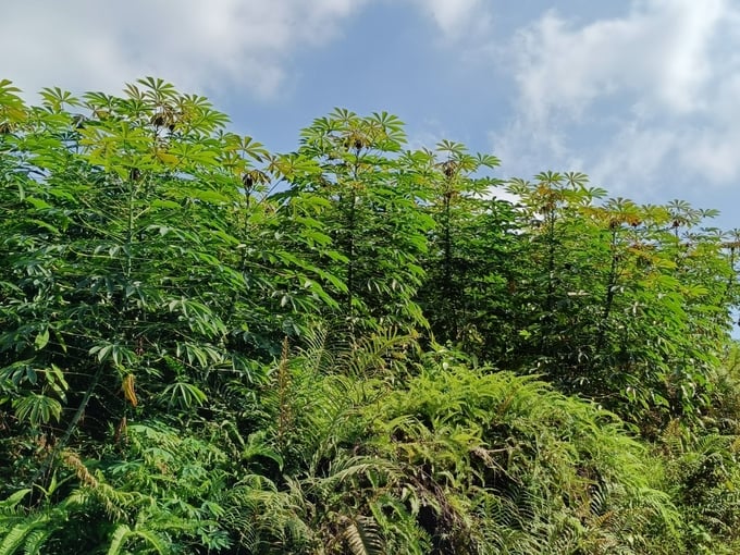 Cassava is a key export commodity for Vietnam. Photo: Thanh Tien.