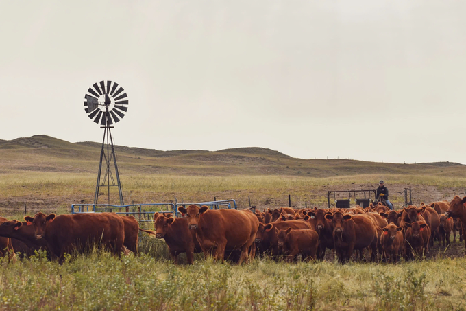 Jaclyn Wilson's farm spans 7,000 hectares (approximately 15,000 acres) and primarily raises cattle for meat. Photo: courtesy of Ms. Jaclyn. 