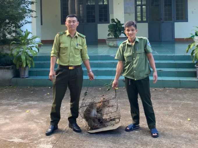 Two pig-tailed macaques have recently been received by Chu Mom Ray National Park. Photo: D.L.