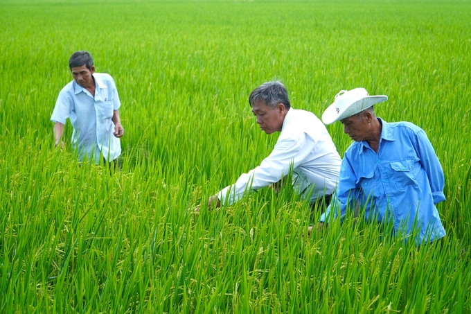 Nông dân thăm đồng để kiểm tra tình hình sinh trưởng, phát triển của cây lúa. Ảnh: Kim Anh.