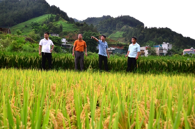 Ruộng lúa dùng phân bón Lâm Thao ở huyện Mù Cang Chải, tỉnh Yên Bái. Ảnh: Dương Đình Tường.