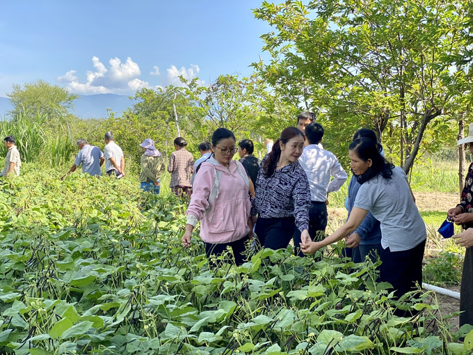 Đậu xanh là cây trồng rất phù hợp với các vùng khó khăn về nước tưới, thích ứng với biến đổi khí hậu. nong duoc viet nam