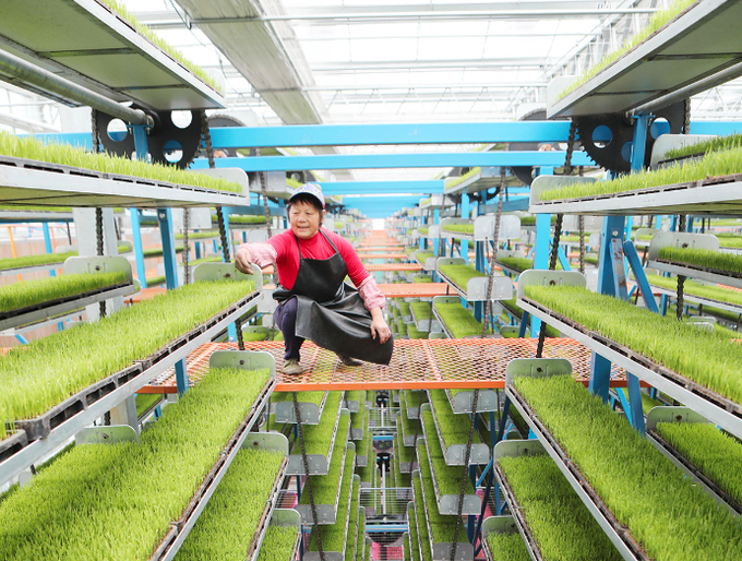 A worker check the growth of seedlings at the intelligent seedling cultivation base in Shuangxing village, Xianlong town, Yongchuan district, Southwest China's Chongqing Municipality, on March 14, 2024. Photo: VCG.