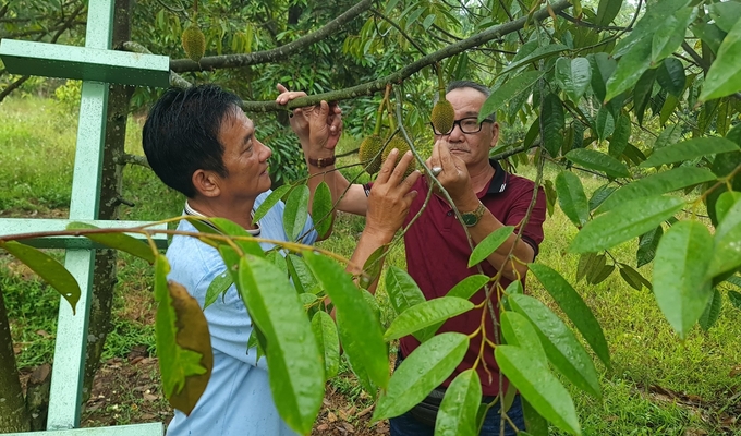 Trong vườn sầu riêng của ông Hồ Nhất Cẩn cỏ mọc thoải mái, ông không diệt mà chỉ quản lý cỏ dại. Ảnh:V.Đ.T.