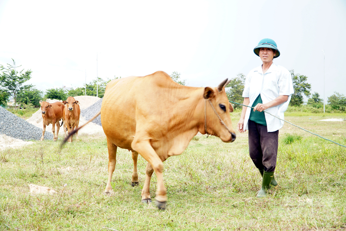 Sắp tới, ông Hợp sẽ phải bán bò vì không có điều kiện di dời chăn nuôi đến địa điểm mới. Ảnh: Võ Dũng.