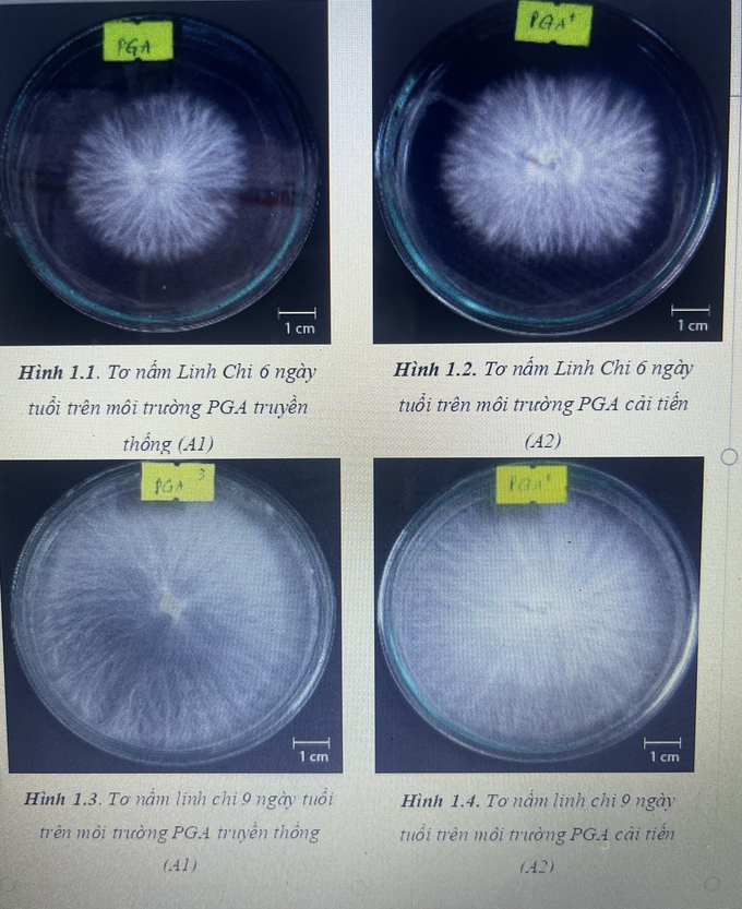 Nấm linh chi đỏ sinh trưởng tốt trong ống nghiệm. 