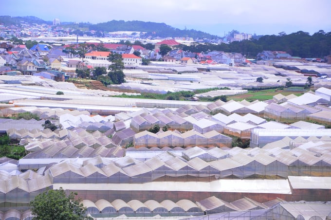 The lack of regulations for greenhouse development in Lam Dong has resulted in several greenhouses encroaching on forest land and protective corridors for infrastructure, negatively impacting urban aesthetics and landscape. Photo: TL.