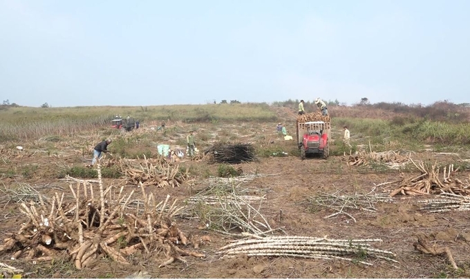 Mỗi năm Việt Nam trồng trên 500.000ha sắn. Ảnh: Thanh Tiến.