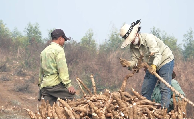 Một số mô hình trồng sắn áp dũng kỹ thuật trồng xen các loại cây họ đậu đã giúp cải thiện đất và tăng năng suất sắn. Ảnh: Thanh Tiến.