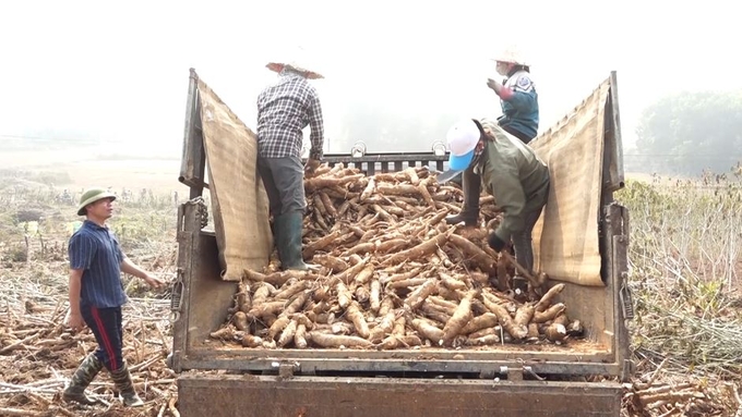 Ngày càng có nhiều tiến bộ kỹ thuật được áp dụng trong canh tác sắn trên đất dốc tại Yên Bái để bảo vệ môi trường đất và tăng hiệu quả kinh tế. Ảnh: Thanh Tiến.