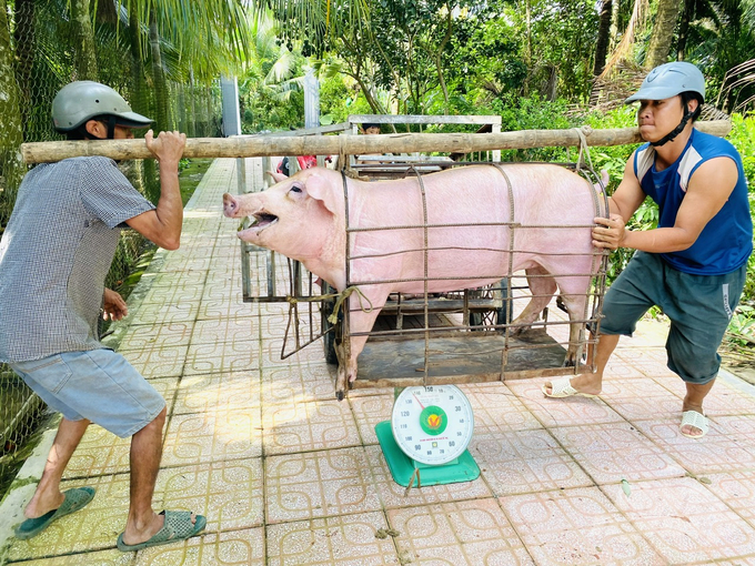 Hiện, Long An có 4 chuỗi liên kết hoạt động trong tỉnh (2 chuỗi chăn nuôi, cung cấp thịt gà, 1 chuỗi chăn nuôi cung cấp thịt heo và 1 chuỗi chăn nuôi cung cấp thịt bò). Ảnh: Lê Hoàng Vũ.