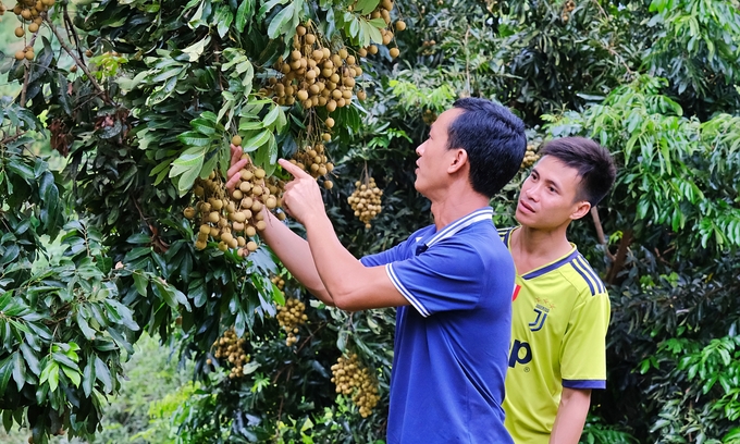 Thu hoạch nhãn tại huyện Sông Mã, Sơn La. Ảnh: Bảo Thắng.