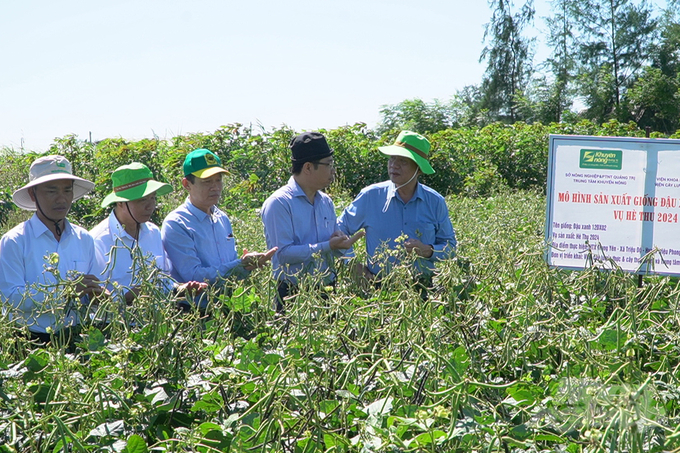 Cần có doanh nghiệp tham gia trong chuỗi sản xuất đậu xanh 12ĐX02. Ảnh: Võ Dũng.