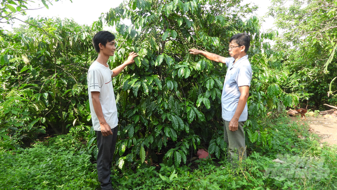 Nhiều dự án khởi nghiệp của các bạn trẻ ở Bình Phước đã đi vào cuộc sống, góp phần phát triển nông nghiệp, nông thôn. Ảnh: Trần Trung.