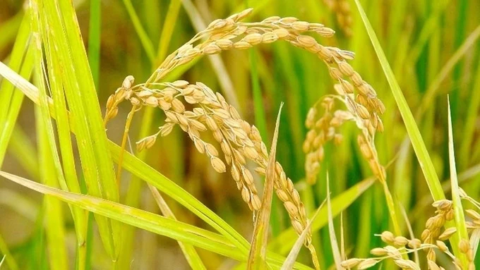 The latest rice prices update on 08/12/2024