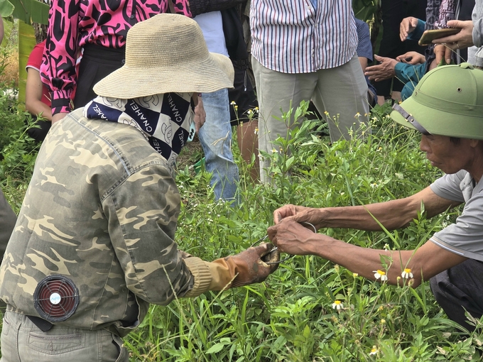 Chi cục Trồng trọt và Bảo vệ thực vật Hải Phòng hướng dẫn người dân các phương pháp bẫy chuột an toàn, hiệu quả ngay tại bờ ruộng. Ảnh: Đinh Mười.