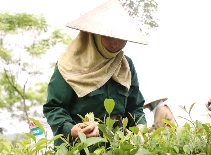 Organic tea areas established in Tuyen Quang help the environment become increasingly clean. The soil is full of vitality, and so are the farmers. Photo: Dao Thanh.