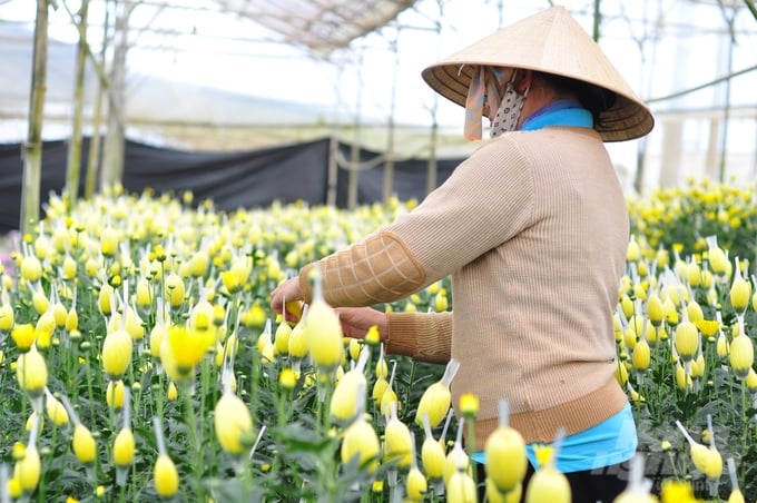 Flower farming in greenhouses generates a production value ranging from 1.6 to 1.8 billion VND per hectare per year. Photo: PC.