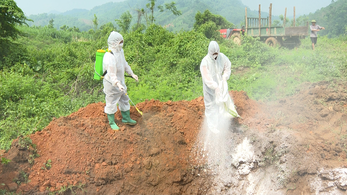 Dịch tả lợn Châu Phi bùng phát khiến một số dự án hỗ trợ nuôi lợn trên địa bàn tỉnh Bắc Kạn không thể thực hiện. Ảnh: Ngọc Tú. 