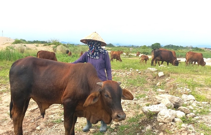 Nhiều hộ dân ở Hải Phòng vẫn nuôi bò theo kinh nghiệm và tự phát nên hiệu quả kinh tế chưa thật sự cao và ổn định. Ảnh: Đinh Mười.