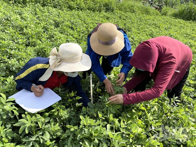 The peanut model applying IPHM is implemented from February to May 2024 in Ban Puoc village, Tho Binh commune, Lam Binh district with a total area of ​​2 ha. Photo: Dao Thanh.