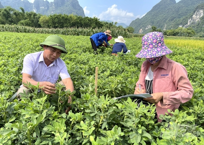 Farmers participating in the IPHM model in Tuyen Quang have learned how to fertilize plants in a balanced way, taking their nutritional needs into consideration. Photo: Dao Thanh.