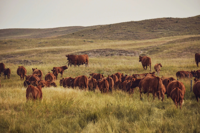 The ranch of Ms. Jaclyn Wilson covers an area of 7,000 hectares. 