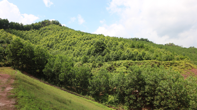 Diện tích đất lâm nghiệp của Ba Chẽ là 56.000ha. Ảnh: Thanh Phương.