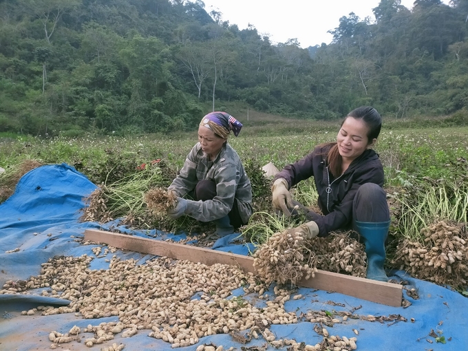 Nguồn vốn hỗ trợ sản xuất từ các Chương trình MTQG có vai trò quan trọng thúc đẩy phát triển kinh tế, giảm nghèo ở Bắc Kạn, tuy nhiên tiến độ giải ngân năm 2024 rất chậm. Ảnh: Ngọc Tú. 