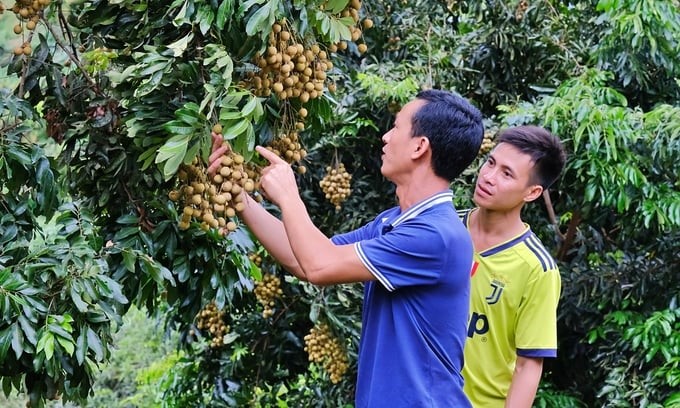 Harvesting longan in Song Ma district, Son La. Photo: Bao Thang.