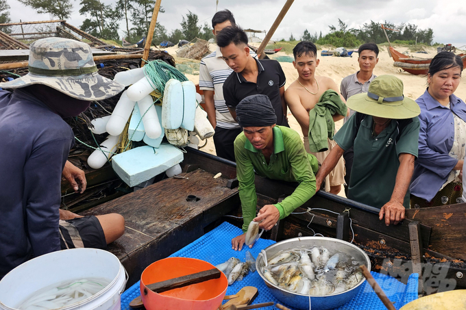 Mực bẫy vào bờ, thương lái tranh nhau mua. Ảnh: Võ Dũng.