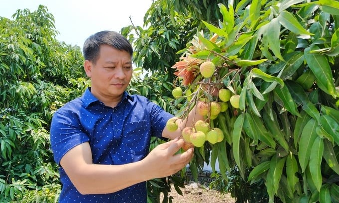 Lychee is grown mainly in Hai Duong and Bac Giang and is one of the agricultural products with high export value. Photo: Bao Thang.