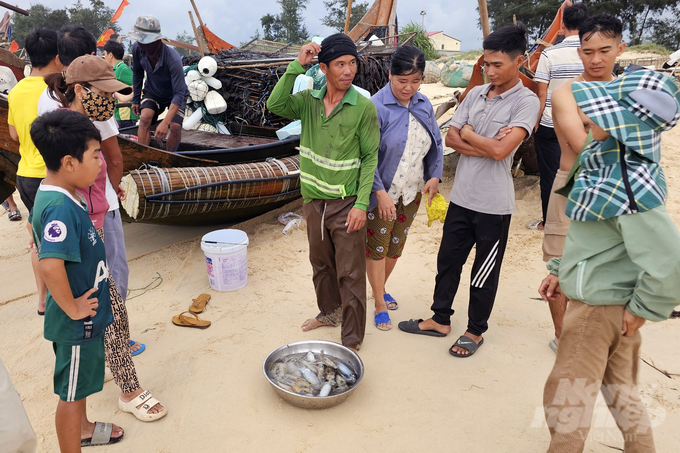 Đây là nghề mang lại thu nhập chính cho ngư dân bãi ngang từ tháng 2 đến tháng 7 hàng năm. Ảnh: Võ Dũng.