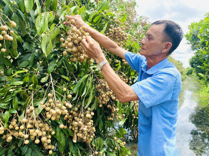 Ông Phạm Văn Lơ, Giám đốc HTX Nhãn Nhơn Nghĩa, huyện Phong Ðiền, nhờ quan tâm sản xuất nhãn rải vụ, nghịch mùa và chú ý thực hiện các quy định, hướng dẫn của ngành chức năng để trái nhãn đáp ứng các yêu cầu cho xuất khẩu. Ảnh: Lê Hoàng Vũ.